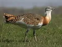 Stortrappe (Otis tarda)