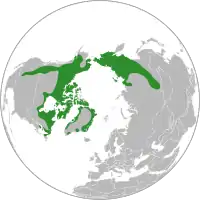 Udbredelse af Dryas integrafolia