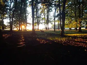 Solnedgang i Dyrehaven