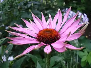Echinacea purpurea 'Maxima'