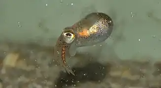 Sepiola atlantica (en)