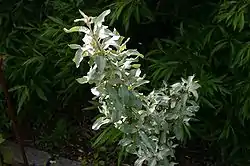 Bredbladet sølvblad (Elaeagnus commutata)i blomstring.
