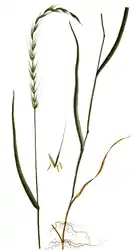 Hundekvik i Flora Danica