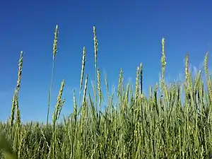 Almindelig Kvik (Elymus repens)