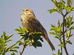 Syngende bomlærke, Emberiza calandra