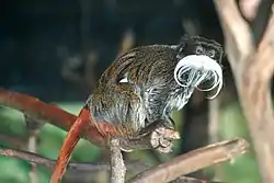 Kejsertamarin, Saguinus imperator