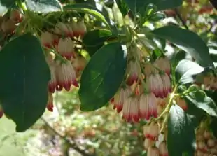 Pagodebusk (Enkianthus campanulatus).