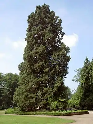 Sequoiadendron giganteum