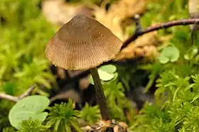 Stjernesporet rødblad (Entoloma conferendum)