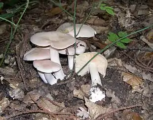 Giftig rødblad (Entoloma sinuatum)