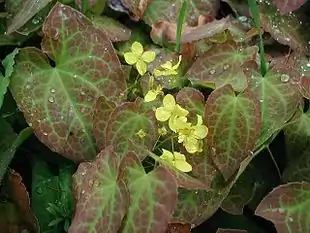 Finnet Bispehue (Epimedium pinnatum) blomstrer i maj.