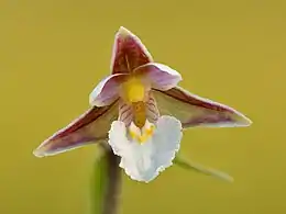 Sumphullæbe, Epipactis palustris