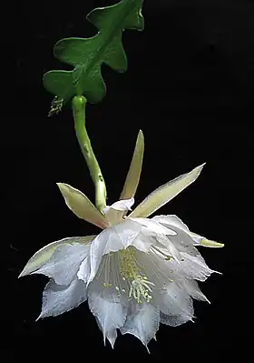 Epiphyllum anguligerFoto: Emma Lindahl