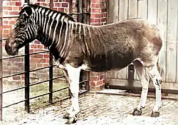 En quagga i Regent's Park Zoo, London, 1870