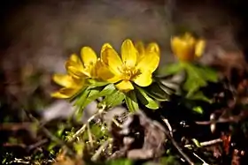 Erantis (Eranthis hyemalis) Foto: Thorbjørn Kühl.