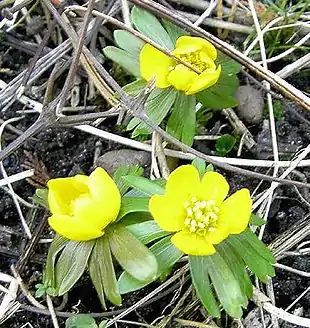 Billede af Erantis (Eranthis hyemalis).