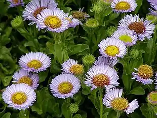 Strandbakkestjerne (Erigeron glaucus)
