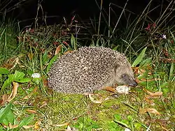 Pindsvin (Erinaceus europaeus)