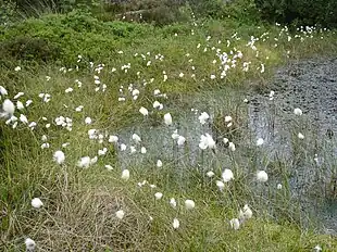 Smalbladet kæruld (Eriophorum angustifolium)Foto: Martin Olsson.