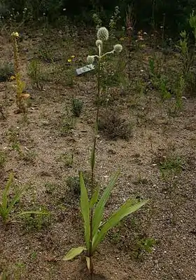 Yuccabladet Mandstro (Eryngium yuccifolium).