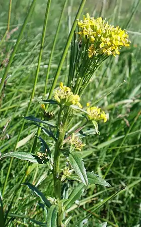 Rank Hjørneklap, nær Myvatn i Island 2007
