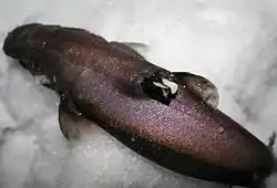 Sorthaj med parasitiske haj-langhalse