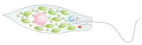 Euglena-art (Euglena viridis), der har grønkorn.