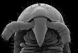 Hoved af Eumillipes persephone