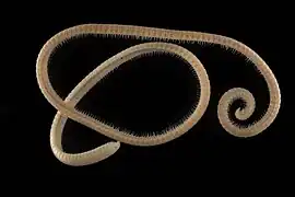 E. persephone, han med 818 ben