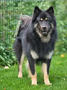 Eurasier med "sort og tan" pels