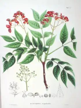 Euscaphis staphyleoides