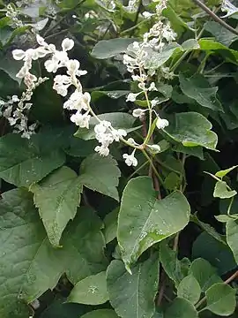 Blomster og blade hos Arkitektens trøst (Fallopia baldschuanica).