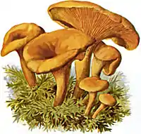 Almindelig Orangekantarel (Hygrophoropsis aurantiaca)