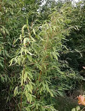 Gul bambus fornægter ikke sit slægtsskab med andre græsser