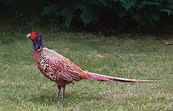 Fasan, 2002.Foto: Malene Thyssen