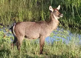 En hun af vandbukken