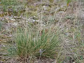 Baltisk svingel (Festuca polesica)