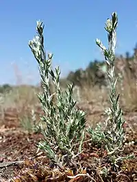 Liden Museurt, Filago minima