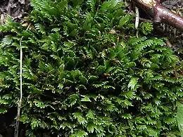 Klipperademos Fissidens cristatus