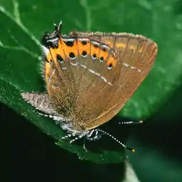 Slåensommerfugl.Foto: Olaf Leillinger, 1998