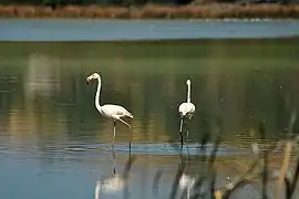 Stor flamingo i parken