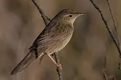 Græshoppesanger, Locustella naevia