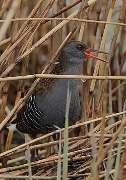 Vandrikse (Rallus aquaticus)
