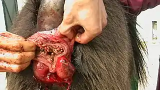 Muldyr som er inficeret med larver af Gasterophilus haemorrhoidalis i endetarmen