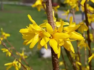 Have-Forsythia (Forsythia x intermedia)Foto: Jan Mehlich.