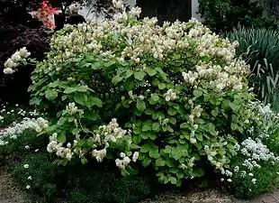 Troldel (Fothergilla major).
