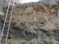 Profil i sprækket moræneler, med et gruslag i midten, som adskiller forvitret moræne øverst fra uforvitret moræne nederst.