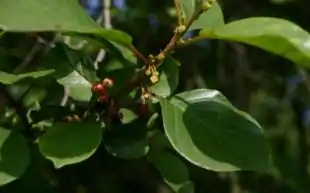 Tørst med bær og blade.
