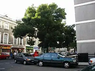 Smalbladet Ask - her brugt som gadetræ i London.