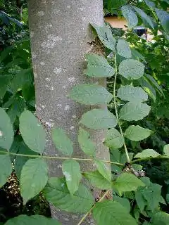 Ask, Fraxinus excelsior